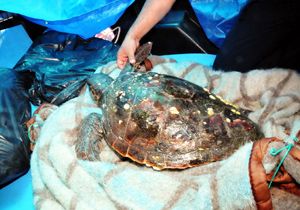Yaralı Deniz Kaplumbağasını Akut kurtardı