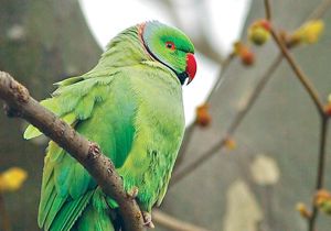 Afrikalı yeşil papağan, Antalya’da tehdit altında