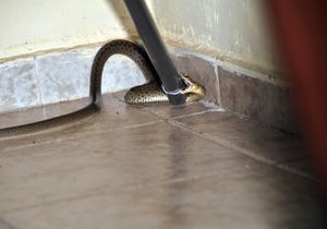Adana’da eve giren yılan korkuttu