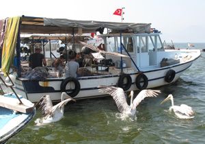 Pelikanlar İzmir körfezi’nde 