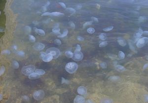 İzmir Körfezi’nde binlerce denizanası