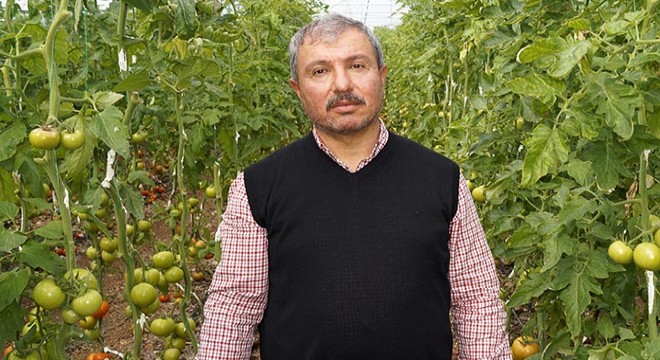 Üretici 2,5 liraya ürettiği domatesi 1,5 liraya satıyor