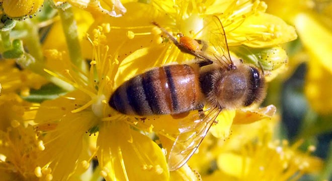 Üretilen kraliçe arılar, ülkenin dört yanına gönderiliyor