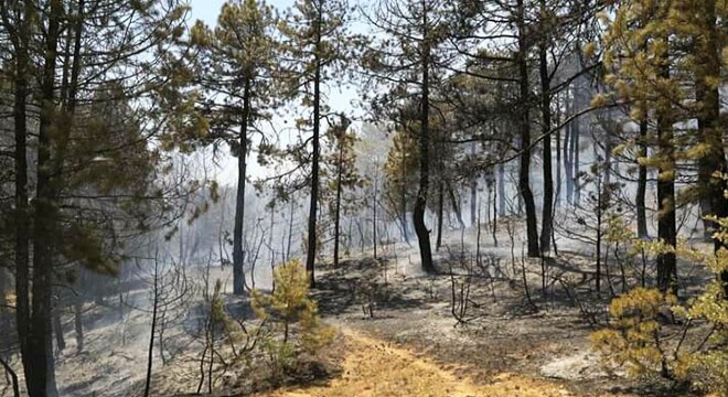 Uşak ta 2 noktada orman yangını; 8 hektar alan yandı