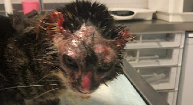 Üzerine asit dökülen yavru kedi, tedaviye alındı