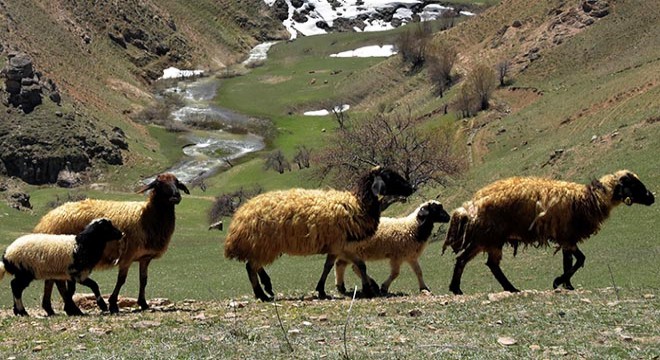 Uzun ve zorlu kışın ardından koyunlar merada