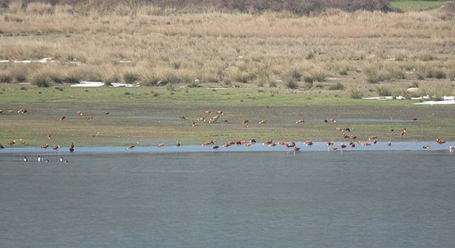 Uzunhızırlı Göleti su tuttu, göçmen kuşlar geri geldi