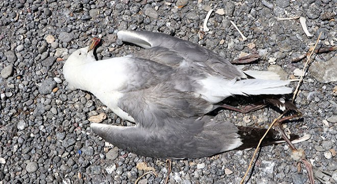 Van Gölü havzasında toplu martı ölümleri başladı