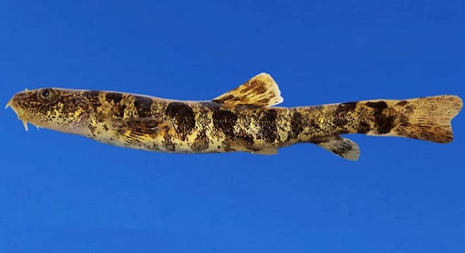 Van ın ikinci balık türü tescillendi; Van Gölü küçük mercan balığı