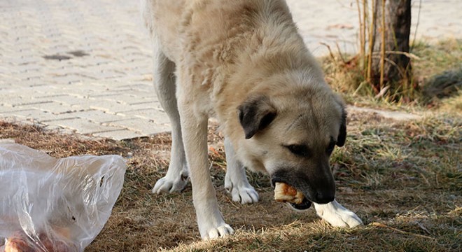 Veteriner adayı yaralı köpeği sokakta tedavi etti