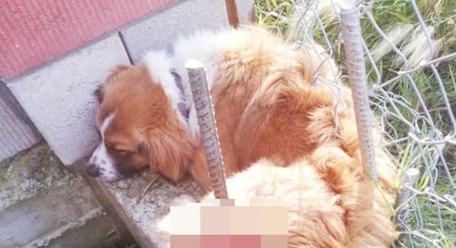 Vücuduna inşaat demiri saplanan köpek, tedavi edildi