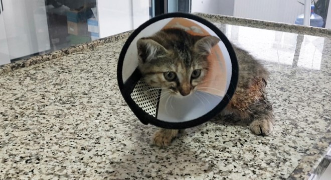 Vücudunda kesikler olan yavru kedi tedaviye alındı