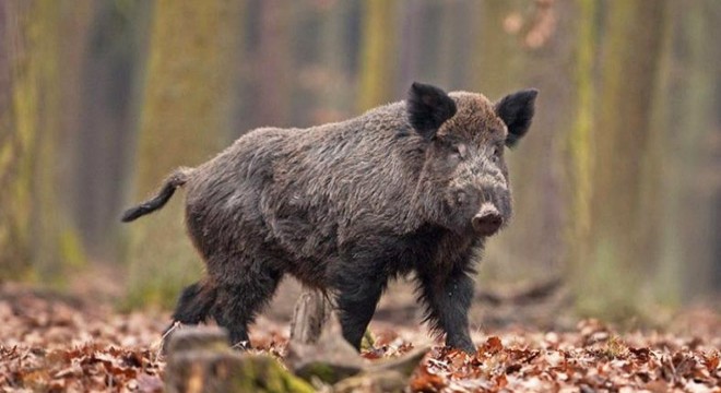 Yaban domuzu sürüsü dron ile görüntülendi