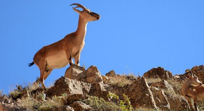 Yaban keçisi avlayan kişiye 60 bin lira ceza