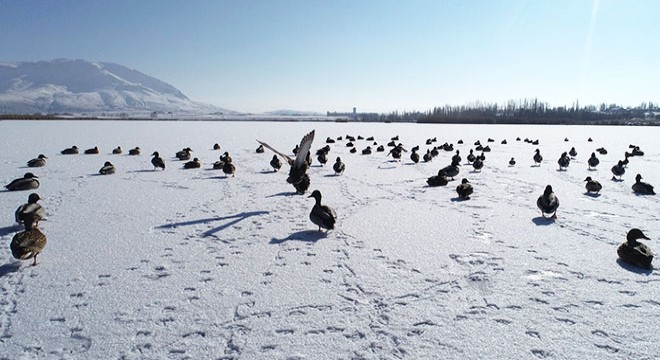 Yaban ördeklerinin gölü Ulaş, buz tuttu