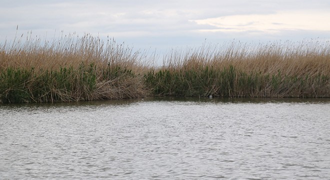 Yağışlarla birlikte Eber Gölü nde su seviyesi arttı