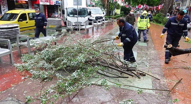 Yağmur sırasında devrilen ağaç, yoldan kaldırıldı