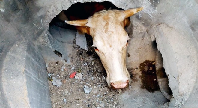 Yağmur suyu hattına düşen inek, kepçeyle kurtarıldı