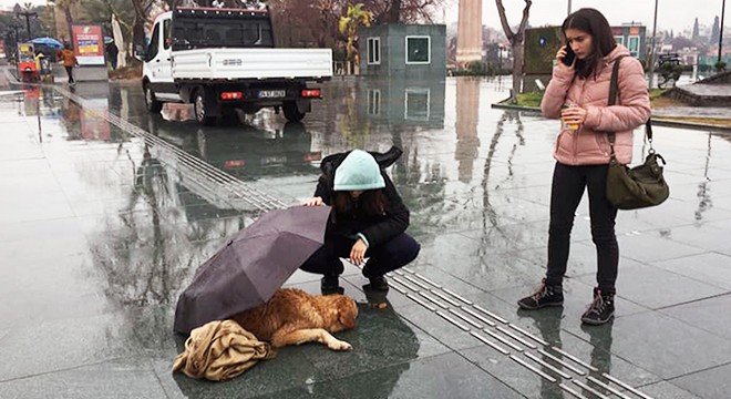 Yağmurda ıslanan köpeğe, şemsiyeli koruma