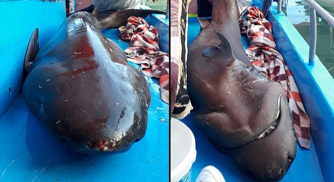 Yakaladıkları 2,5 metrelik köpek balığını denize bıraktılar