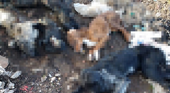 Yakılmış kedi ve köpek ölüleri bulundu