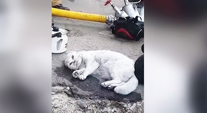 Yanan bir apartmanda bulunan kedi, hayata döndürüldü