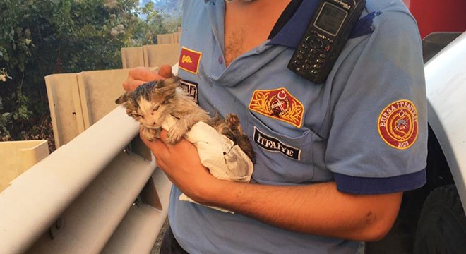 Yanan ormandaki kedi, itfaiye ekiplerince kurtarıldı