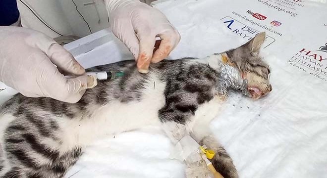 Yangın bölgesinden getirilen yaralı kediye tedavi