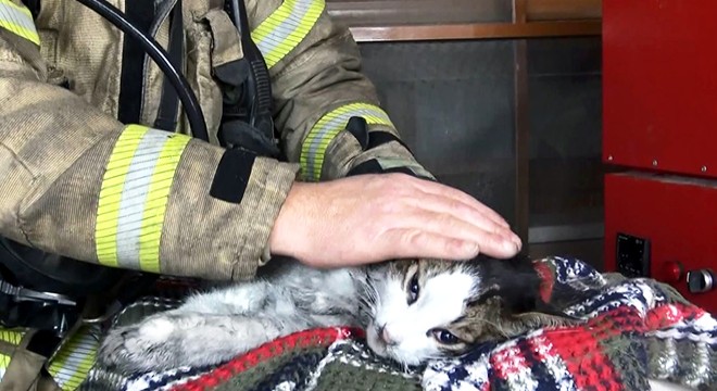 Yangında zehirlenen kedileri hayatta tutma çabası