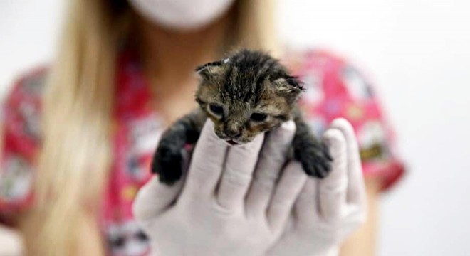 Yangından kurtarılan yavru kedi,  Ateş  adı verilip, sahiplendirildi
