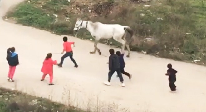 Yaralı atla oyuna hayvanseverlerden tepki