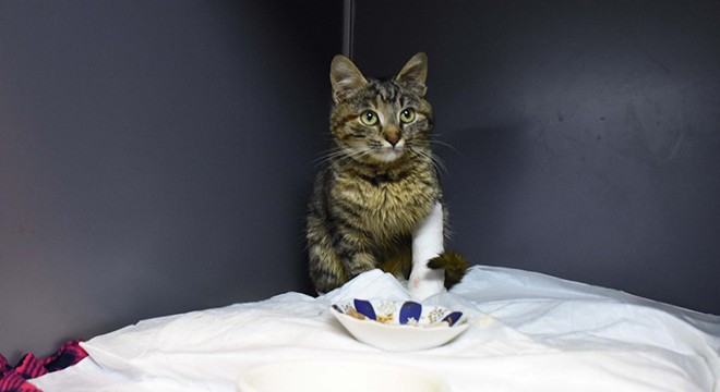 Yaralı bulunan kedi Biber, güvenli ellerde