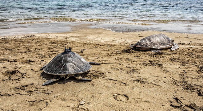 Yaralı deniz kaplumbağaları, KKTC de tedavi ediliyor