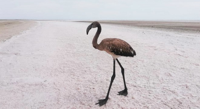 Yaralı flamingo, tedavisinin ardından doğaya bırakıldı