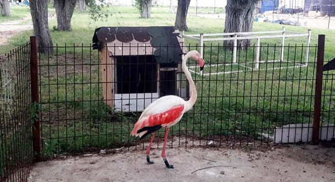 Yaralı flamingoya protez bacak yaptı
