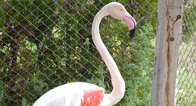 Yaralı flamingoya tedavi
