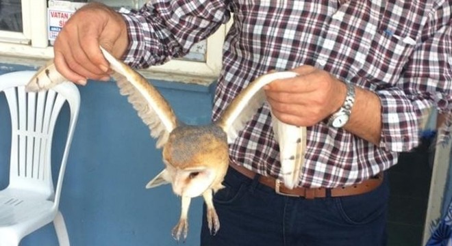 Yaralı halde bulunan peçeli baykuş, tedaviye alındı