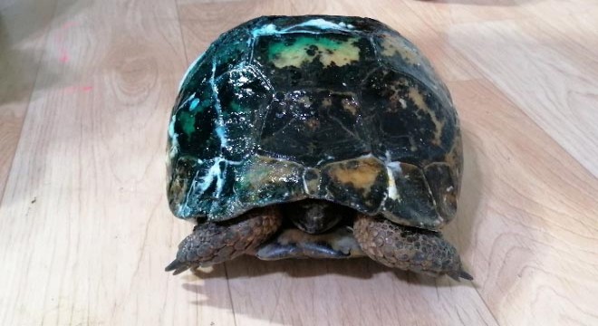 Yaralı kaplumbağa hayata tutundu