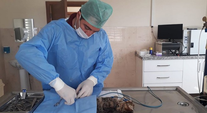 Yaralı kedi ameliyat edildi