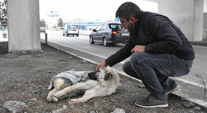 Yaralı köpeğe belediye çalışanı şefkati