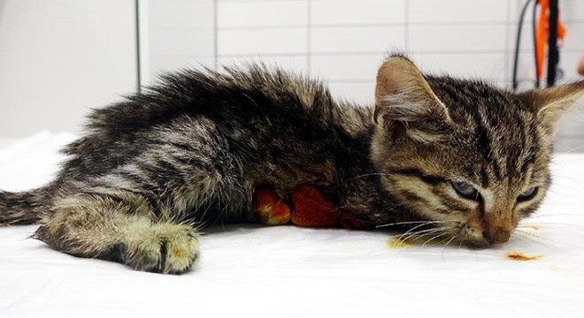 Yaralı yavru kediyi ölümden kurtardı