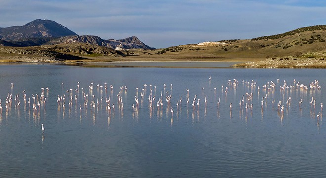 Yarışlı Gölü nün misafirleri flamingolar geldi