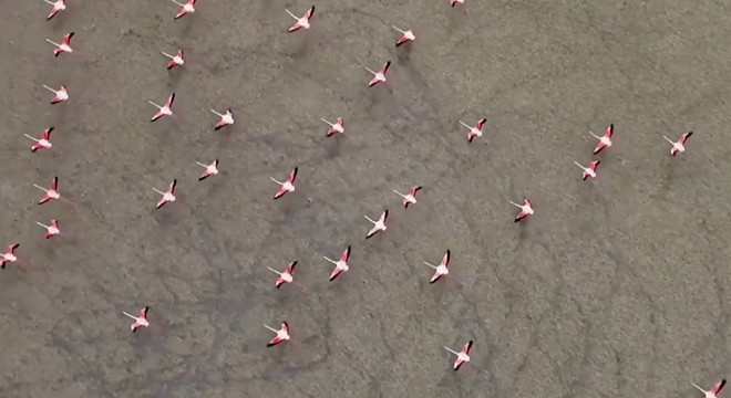 Yarışlı nın flamingoları havadan görüntülendi