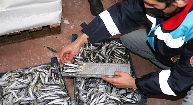 Yasal boy sınırı altındaki yaklaşık 8 ton balığa el konuldu