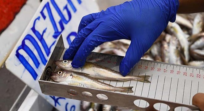 Yasal boyutun altındaki 50 kilo balığa el konuldu