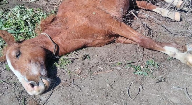 Yaşlı at ölüme terk edildi, hayvanseverler kurtardı