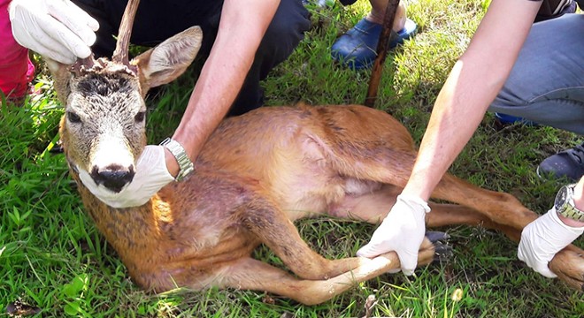 Yavru karaca, köpek saldırısından kurtarıldı