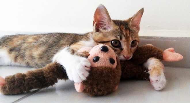Yavru kedi, annesi sandığı oyuncak maymunu emiyor