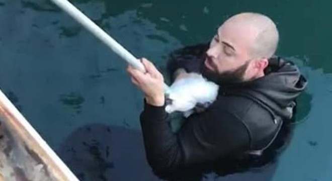 Yavru kediyi kurtarmak için buz gibi denize atladı