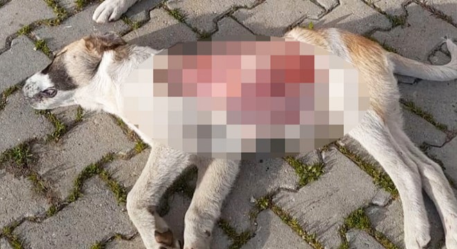 Yavru köpek, derisinin bir kısmı yüzülmüş halde ölü bulundu